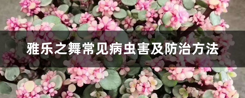 雅樂之舞常見病蟲害及防治方法