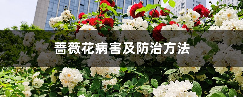 薔薇花病害及防治方法