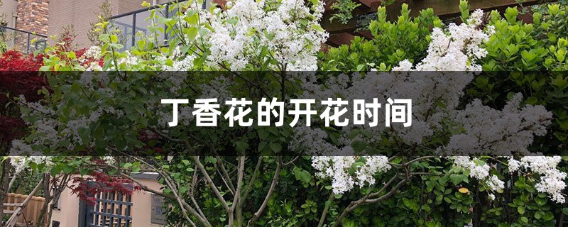 丁香花的開花時間，丁香花的花語