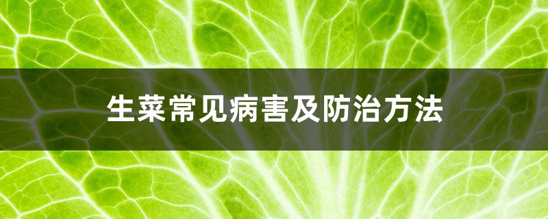 生菜常見病害及防治方法