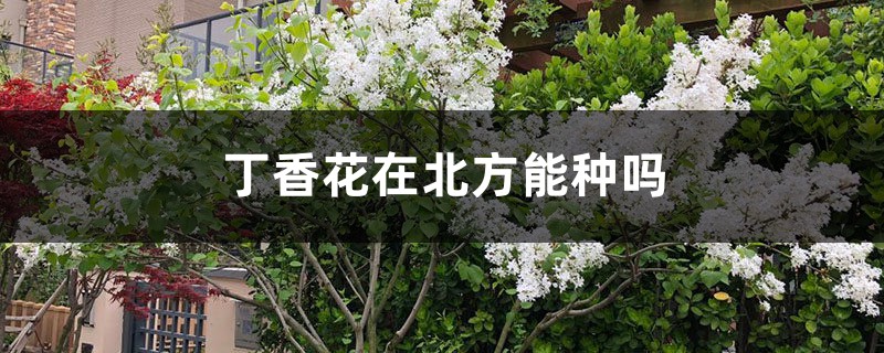 丁香花在北方能種嗎，丁香花可以在室內(nèi)養(yǎng)嗎