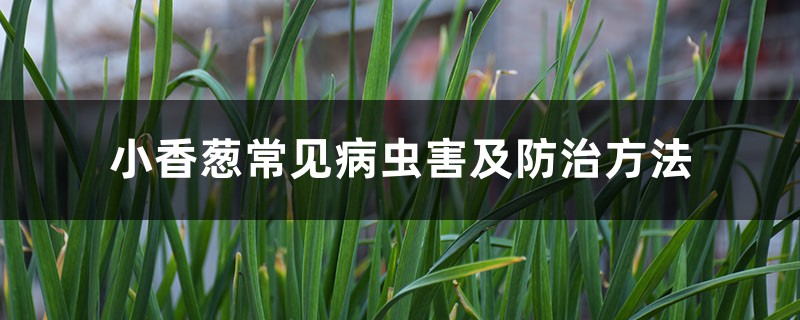 小香蔥常見病蟲害及防治方法