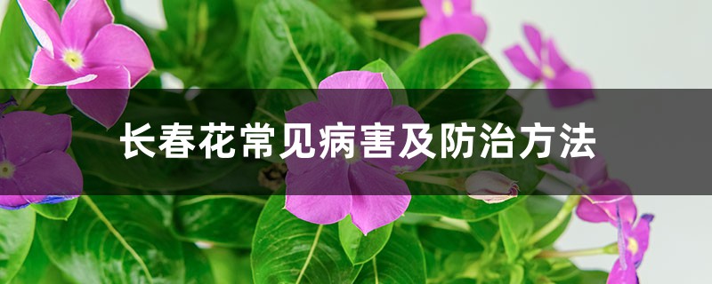 長春花常見病害及防治方法