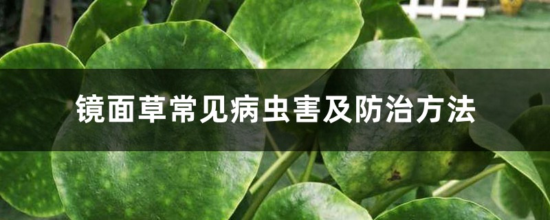 鏡面草常見病蟲害及防治方法