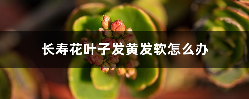 長(zhǎng)壽花葉子發(fā)黃發(fā)軟怎么辦