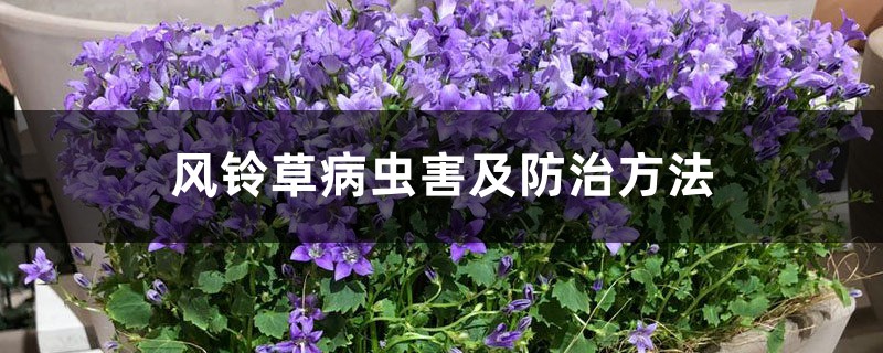 風鈴草病蟲害及防治方法