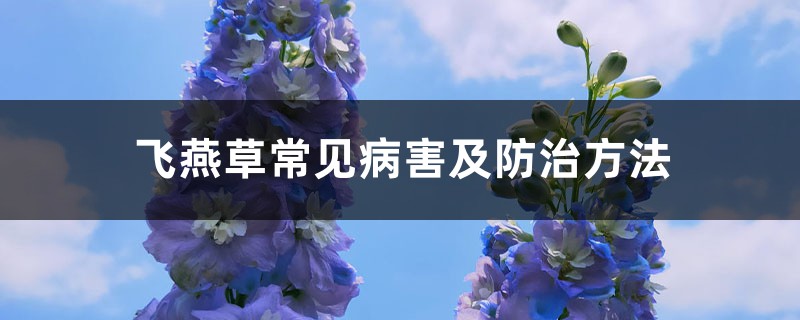 飛燕草常見病害及防治方法