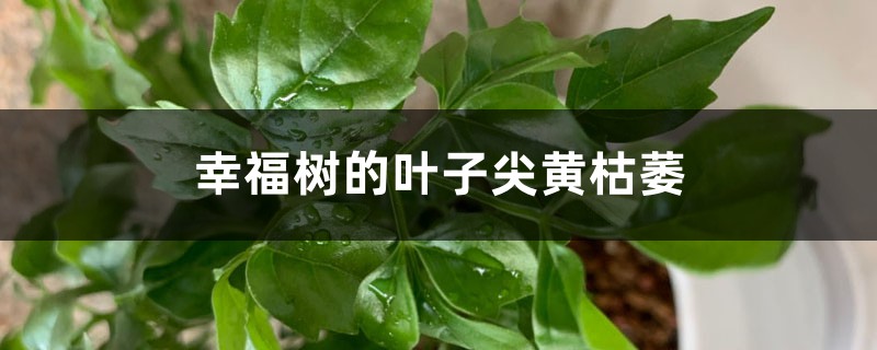 幸福樹(shù)的葉子尖黃枯萎什么原因