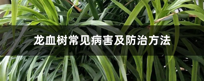 龍血樹常見病害及防治方法