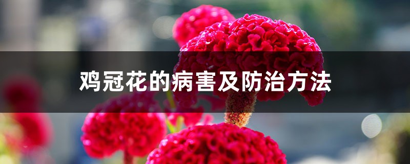 雞冠花的病害及防治方法