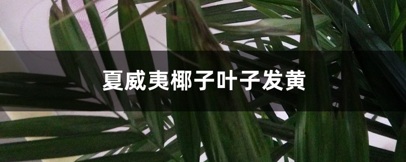 夏威夷椰子葉子發(fā)黃怎么辦