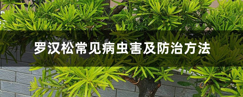 羅漢松常見病蟲害及防治方法