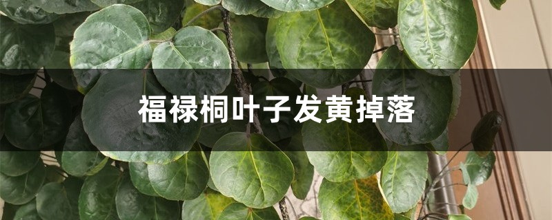 福祿桐葉子發(fā)黃掉落什么原因