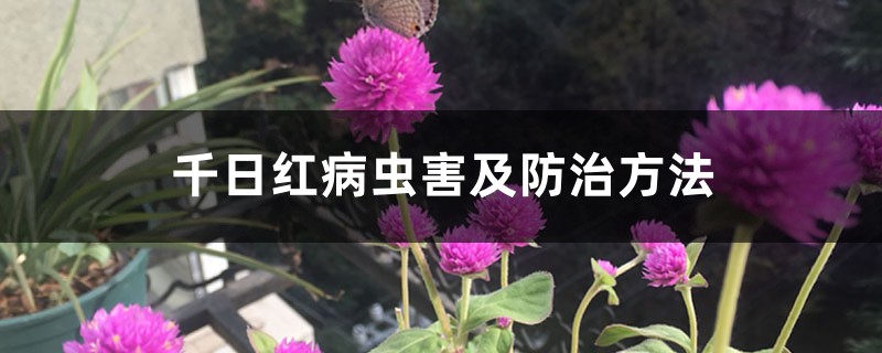 千日紅病蟲害及防治方法