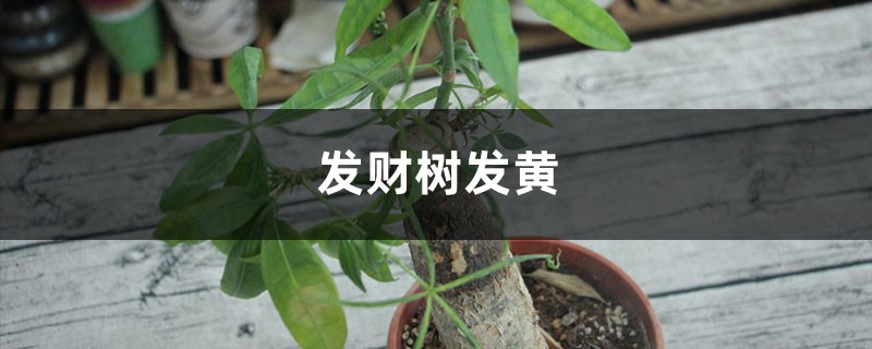 發(fā)財(cái)樹葉子發(fā)黃什么原因，怎么救治