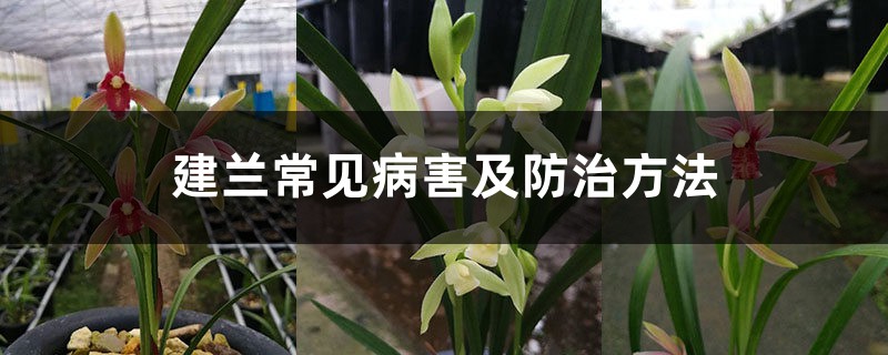 建蘭常見病害及防治方法