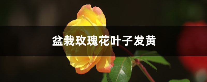 盆栽玫瑰花葉子發(fā)黃怎么辦