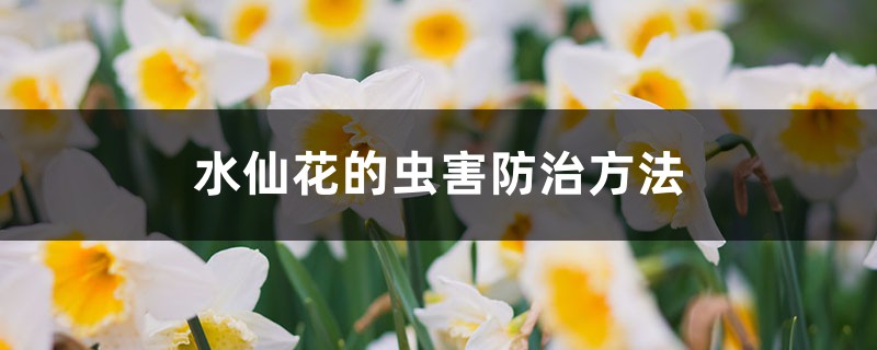 水仙花的蟲害防治方法