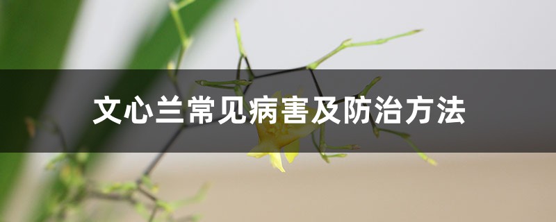 文心蘭常見病害及防治方法