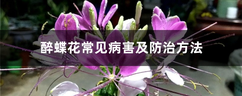 醉蝶花常見病害及防治方法