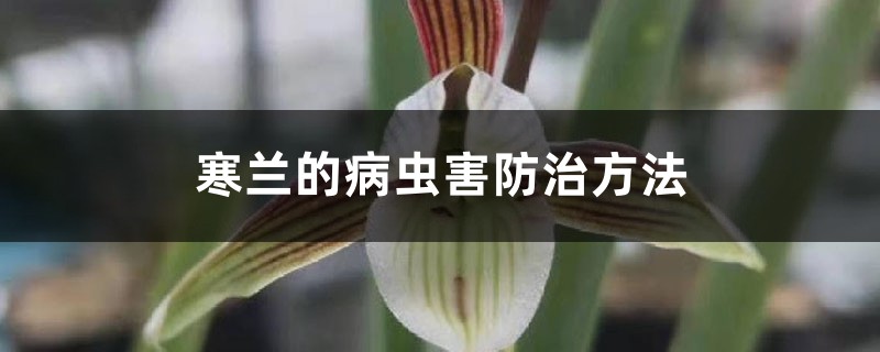 寒蘭的病蟲(chóng)害防治方法