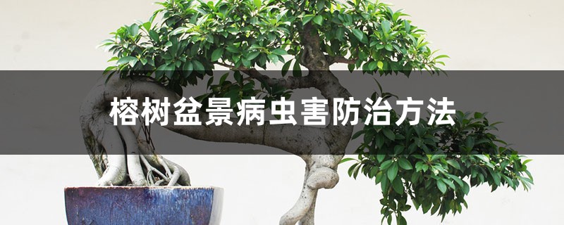 榕樹盆景病蟲害防治方法