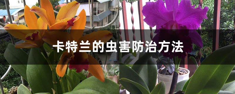 卡特蘭的蟲(chóng)害防治方法