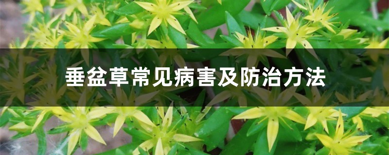 垂盆草常見病害及防治方法