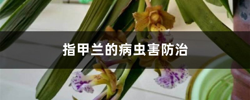 指甲蘭的病蟲(chóng)害防治