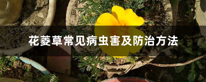 花菱草常見病蟲害及防治方法