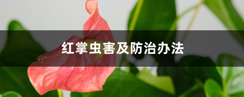 紅掌蟲(chóng)害及防治辦法