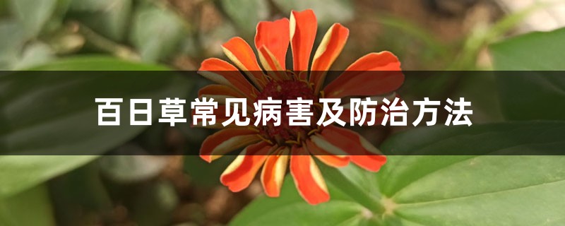 百日草常見病害及防治方法