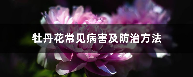 牡丹花常見病害及防治方法