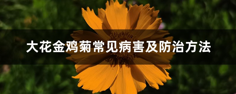 大花金雞菊常見病害及防治方法