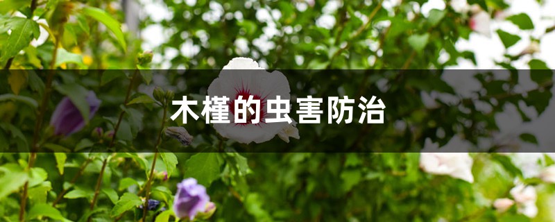 木槿的蟲害防治