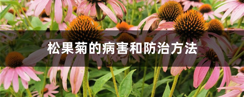 松果菊的病害和防治方法