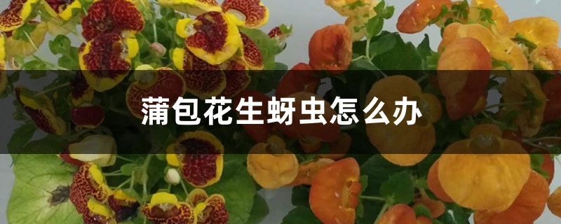 蒲包花生蚜蟲怎么辦