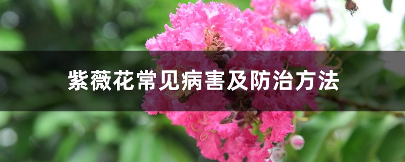 紫薇花常見(jiàn)病害及防治方法