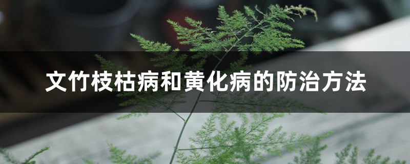 文竹枝枯病和黃化病的防治方法