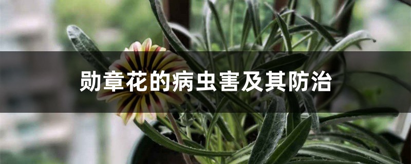 勛章花的病蟲(chóng)害及其防治