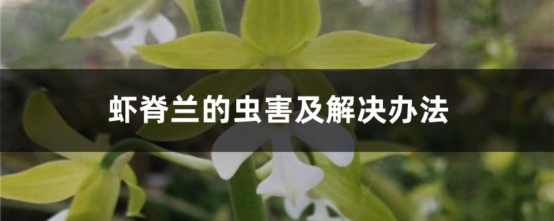 蝦脊蘭的蟲(chóng)害及解決辦法