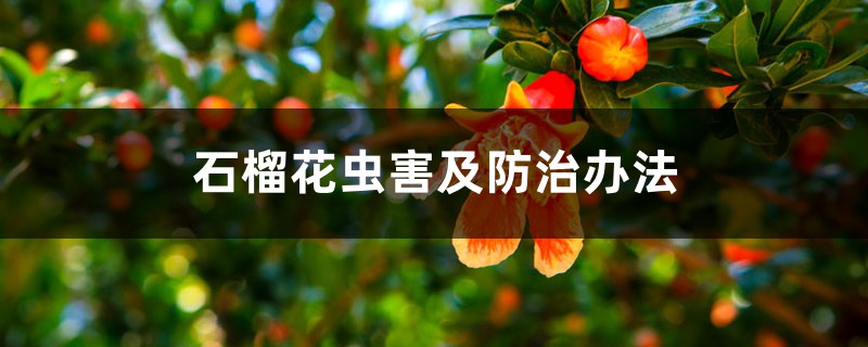 石榴花蟲害及防治辦法