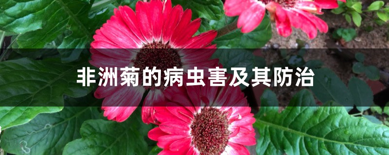 非洲菊的病蟲(chóng)害及其防治