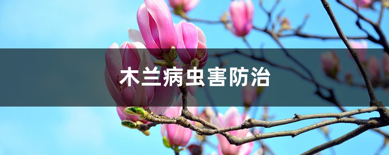 木蘭病蟲害防治