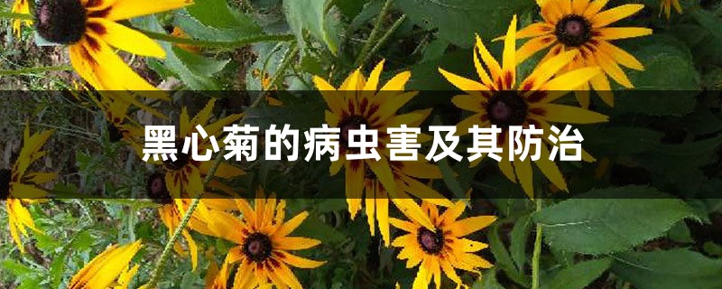 黑心菊的病蟲(chóng)害及其防治