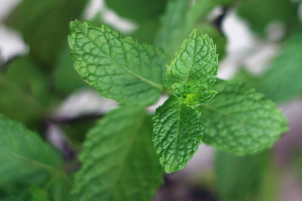 陽(yáng)臺(tái)薄荷的種植方法