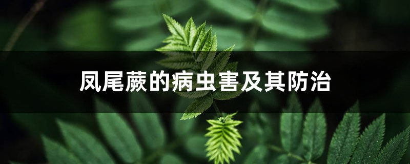 鳳尾蕨的病蟲(chóng)害及其防治