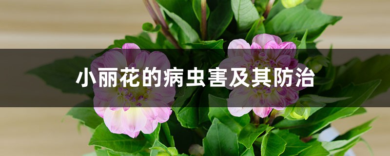 小麗花的病蟲害及其防治