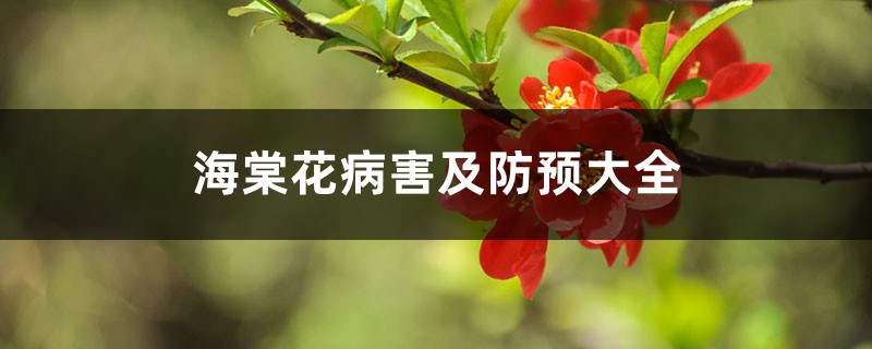 海棠花病害及防預(yù)大全