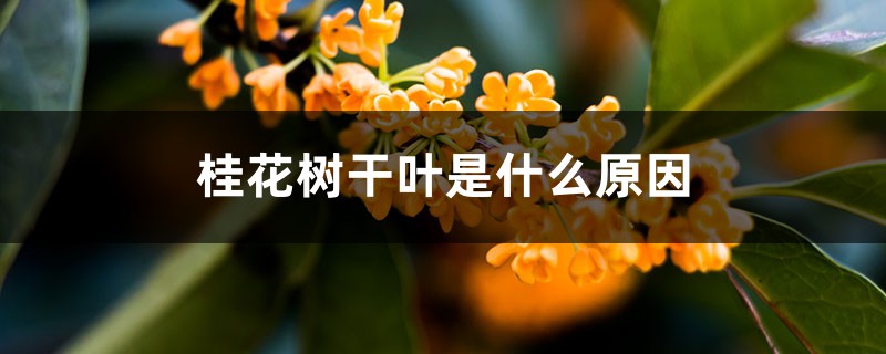 桂花樹(shù)干葉是什么原因